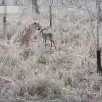 探索猎豹生存之旅：模拟猎豹在荒野求生，挑战自然界的极限生存技能